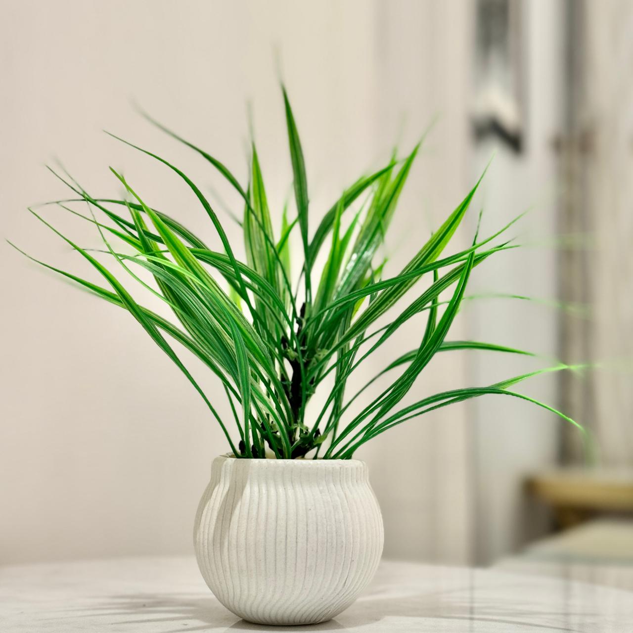 Miniature Tree planter for Home and Office Decor - imixpress.com