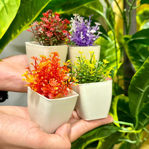 Set of 4 Mini Cute plants - imixpress.com