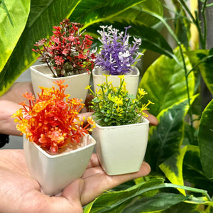 Set of 4 Mini Cute plants - imixpress.com