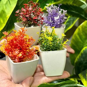 Set of 4 Mini Cute plants - imixpress.com